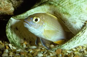 Cichlids Prints: Livingston's Cichlid Lake Malawi, Africa. Fam: Cichlidae