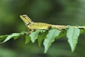 Lizard (Acanthosaura sp. )