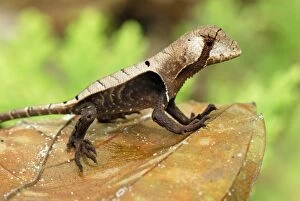 Images Dated 11th September 2007: Lizard - Allpahuayo Mishana National Reserve - Iquitos - Peru