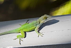 Lizard, Antigua, West Indies, Caribbean