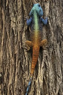 Agama Gallery: Lizard - climbing a tree
