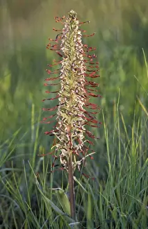 Lizard Orchid