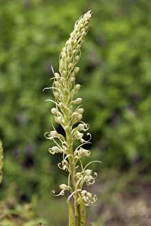 Images Dated 6th June 2012: Lizard orchid - Close up of flower
