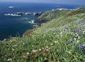 Lizard Point, CORNWALL - three-cornered leek & hottentot fig, both non native, with bluebells