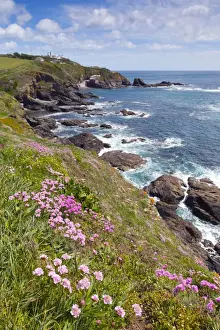 Landscapes Prints: Lizard Point - with Thrift in foreground - Cornwall, UK