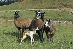 Llamas Prints: Llama - 2 hours after birth the baby Llama can stand up - other Llamas still watchful