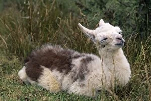 Images Dated 5th September 2011: Llama - a 20 hour old baby