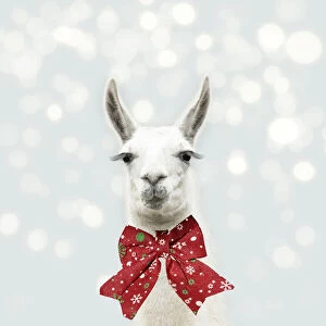 Bows Gallery: Llama with big eye lashes wearing Christmas bow