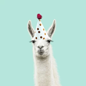 Llama with big eye lashes wearing party hat