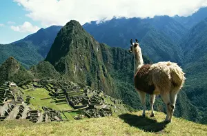 Villages Prints: Llama FG 8898 Photographed at Machu Picchu