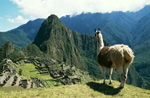 City Collection: Llama FG 8898 Photographed at Machu Picchu, Peru. Lama glama © Francois Gohier / ARDEA LONDON