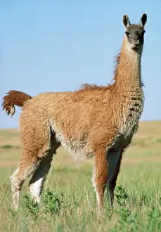 Llamas Prints: Llama South America