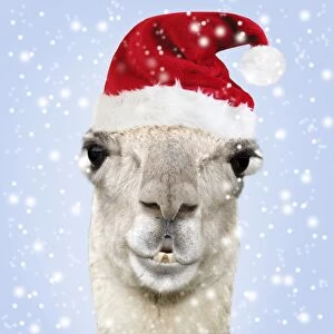 Llama wearing Christmas hat