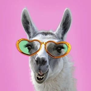 Llama wearing heart shaped glasses. Digital manipulation