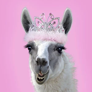 Llama wearing pink fluffy Tiara and smiling