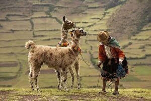 Alpaca Gallery: Llama - with woman