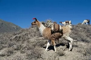 Images Dated 20th June 2008: Llamas Colca Valley Peru