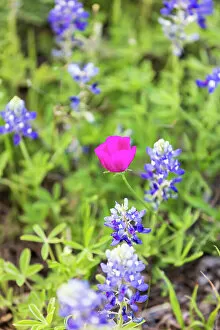 Hill Gallery: Llano, Texas, USA. Bluebonnet and Winecup wildflowers