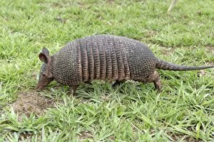 Images Dated 21st April 2004: Llanos Long-nosed Armadillo