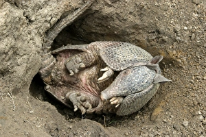 Images Dated 21st April 2004: Llanos Long-nosed Armadillo - on back. Llanos Venezuela