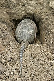 Images Dated 21st April 2004: Llanos Long-nosed Armadillo - entering burrow. Llanos Venezuela