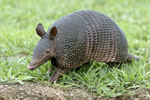 Images Dated 21st April 2004: Llanos Long-nosed Armadillo. Llanos Venezuela