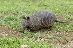 Images Dated 21st April 2004: Llanos Long-nosed Armadillo. Llanos Venezuela