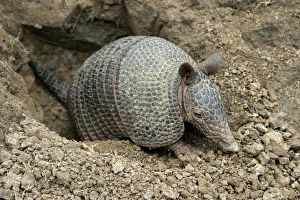 Images Dated 21st April 2004: Llanos Long-nosed Armadillo. Llanos Venezuela
