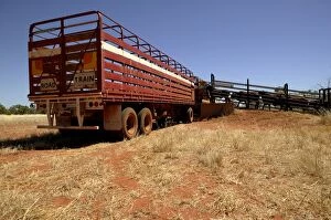 Loading cattle for trip to the sale yard.Bushy
