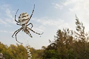 Argiope Gallery: Lobed Argiope / Wasp Sider on web with prey