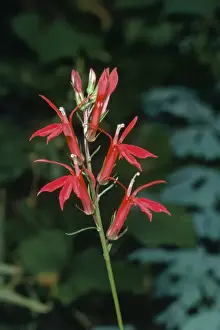 Lobelia