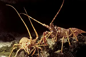 Lobster Prints: Lobster