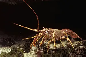 Lobster