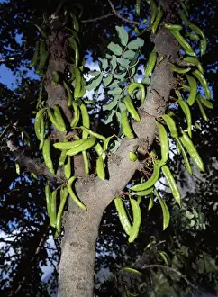 Locusts Prints: Locust / Carob Tree