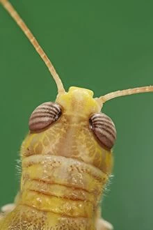 Images Dated 24th December 2006: Locust – close up of head top view 003840h