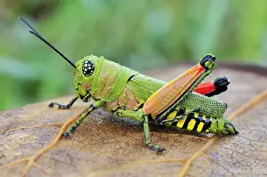 Locusts Prints: Locust - Masoala National Park - Madagascar
