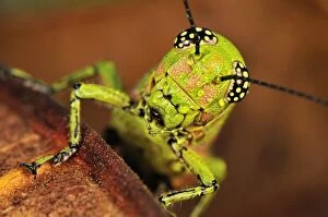 Images Dated 28th January 2008: Locust - Masoala National Park - Madagascar