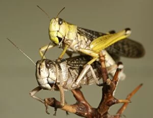 Locusts copulating