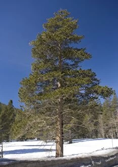 Images Dated 8th March 2005: Lodgepole Pine - in native habtat, winter