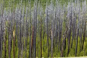 Lodgepole Pine Trees regeneration after fire - Dunraven