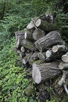 Images Dated 15th July 2012: Log Pile