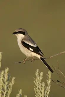Shrikes Prints: Loggerhead shrike