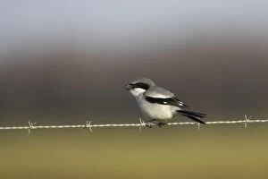 Loggerhead Shrike - on barbed wire