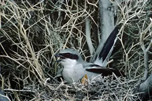 Shrikes Prints: Loggerhead Shrike - at nest with young