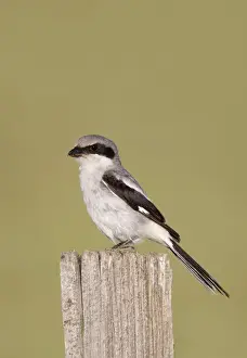 Shrikes Prints: Loggerhead Shrike - Pawnee Grasslands - Colorado in July - USA