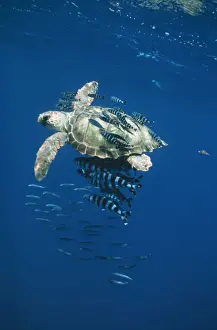Loggerhead Turtle DSE 88 Juvenile with pilot fish Caretta caretta © Douglas David Seifert / ardea. com