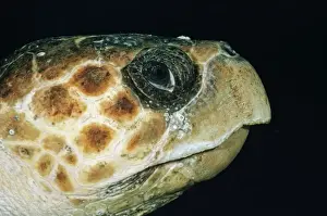 Turtle Prints: Loggerhead Turtle DSE 91 Close-up of head