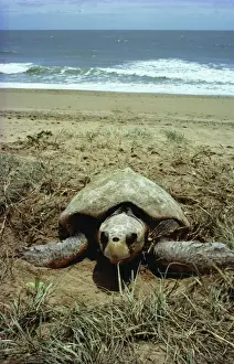 Laying Eggs Prints: Loggerhead Turtle Egg laying at Mon Repos Beach, Queensland, Australia