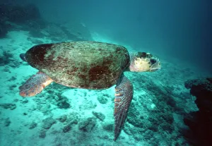 Images Dated 9th August 2007: Loggerhead Turtle - female Great Barrier Reef
