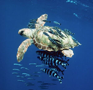 Images Dated 15th August 2008: Loggerhead Turtle - Juvenile with pilot fish